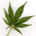 /album/galeria-de-fotos/marijuana-leaf-jpg/